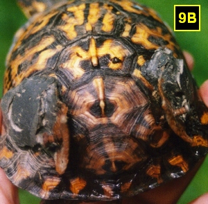9B 300