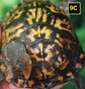 9C 300